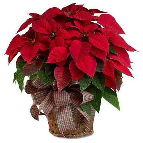 large-red-poinsettia-flower-arrangement-from-artistic-flowers-in-lake-oswego